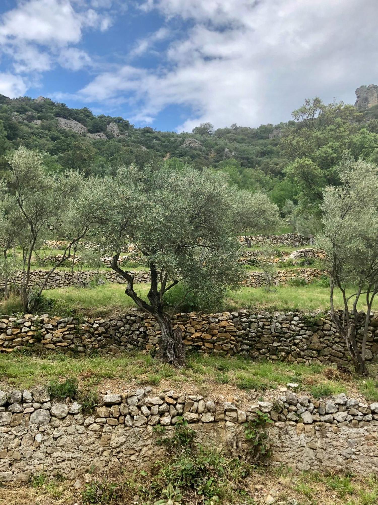 Charmante Maison A Saint Guilhem Le Desert Luaran gambar